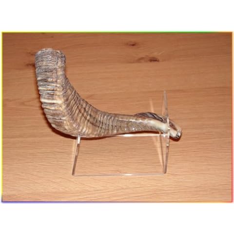 Shofars For Sale thumbnail