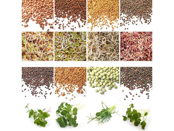 Sprout Seeds Thumbnail