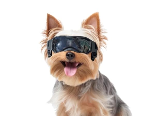 Sunglasses for Dogs Thumbnail