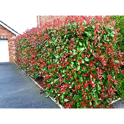 Sunnyside Nurseries feature image