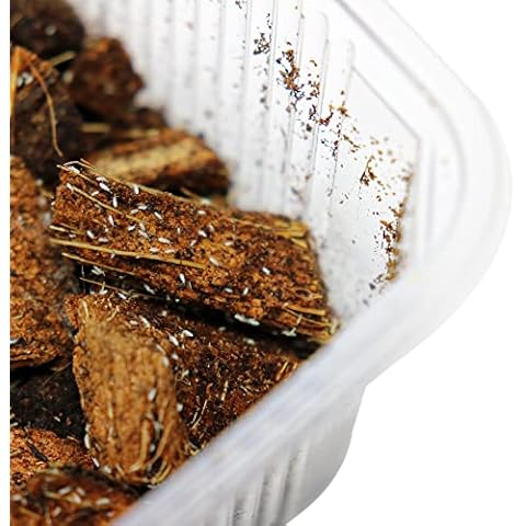 Swell Reptiles feature image