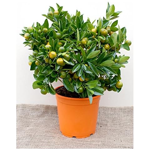 Top Topiary Ltd thumbnail