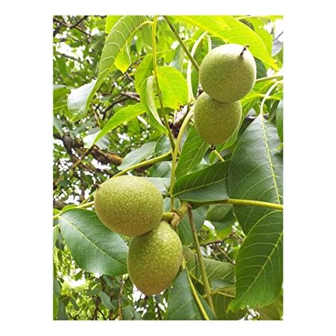 Tree Online Nursery thumbnail