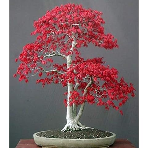 Tree Seeds Online thumbnail