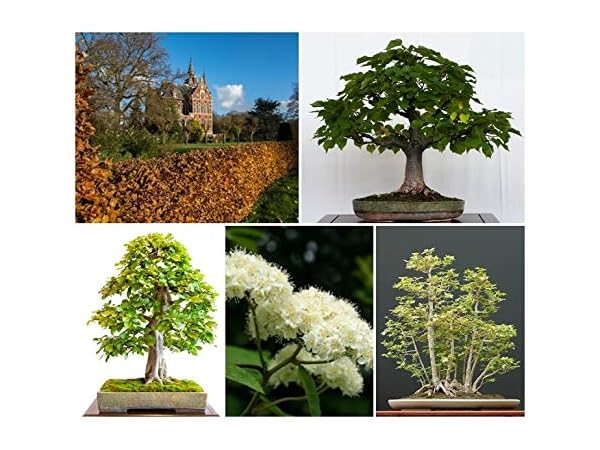 Tree Seeds Thumbnail