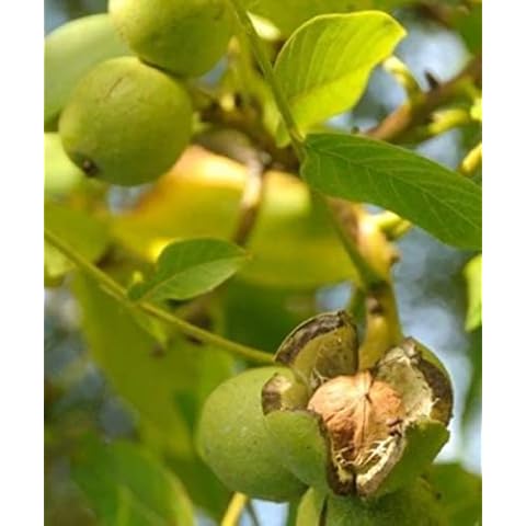 Trees By Post feature image