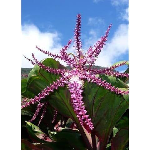 Tropical Magic thumbnail