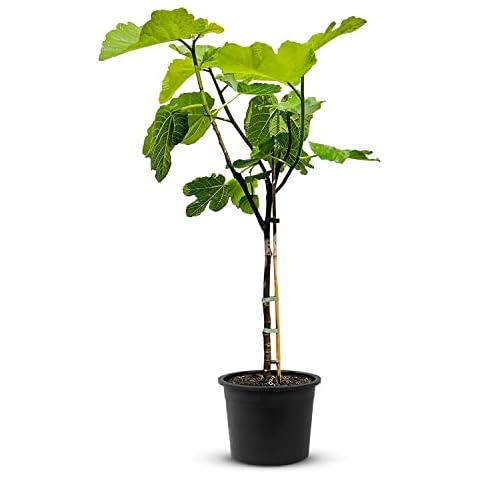 Tropictrees thumbnail