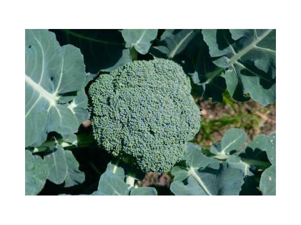 Vegetable Plants Thumbnail