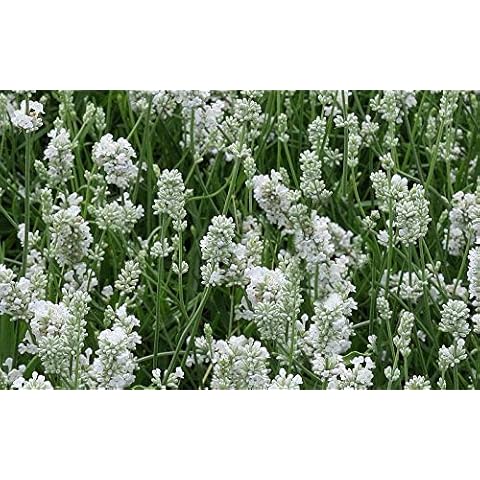 Waltham Herbs feature image