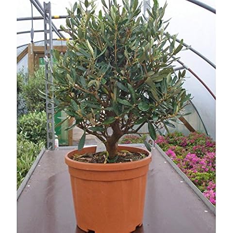 Web Garden Centre thumbnail