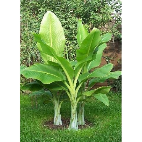 Winterhart thumbnail