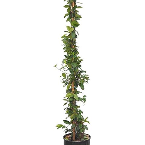 WorldGardenPlants feature image