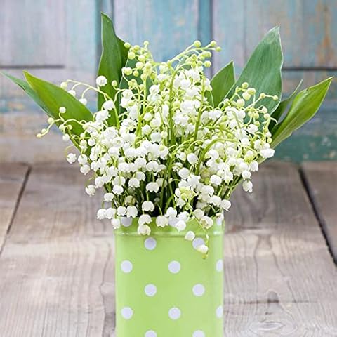 YL-0810 feature image